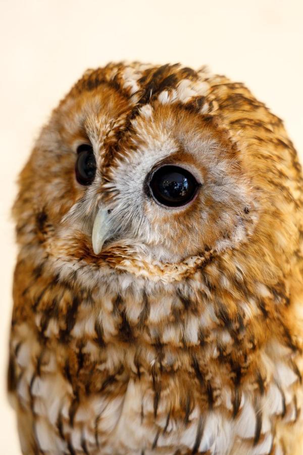 Hotel cápsula Owl Nippori