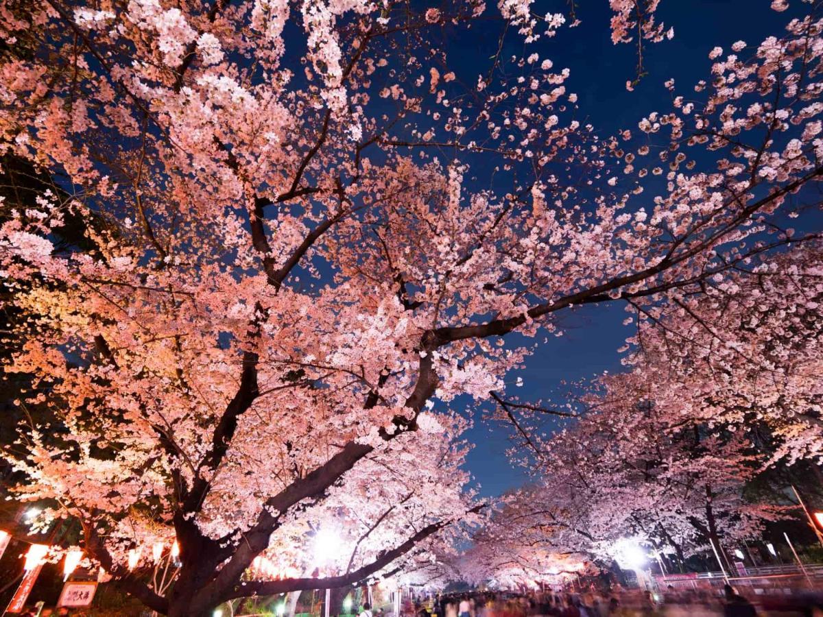Kapselhotell Owl Nippori Tokyo prefektur